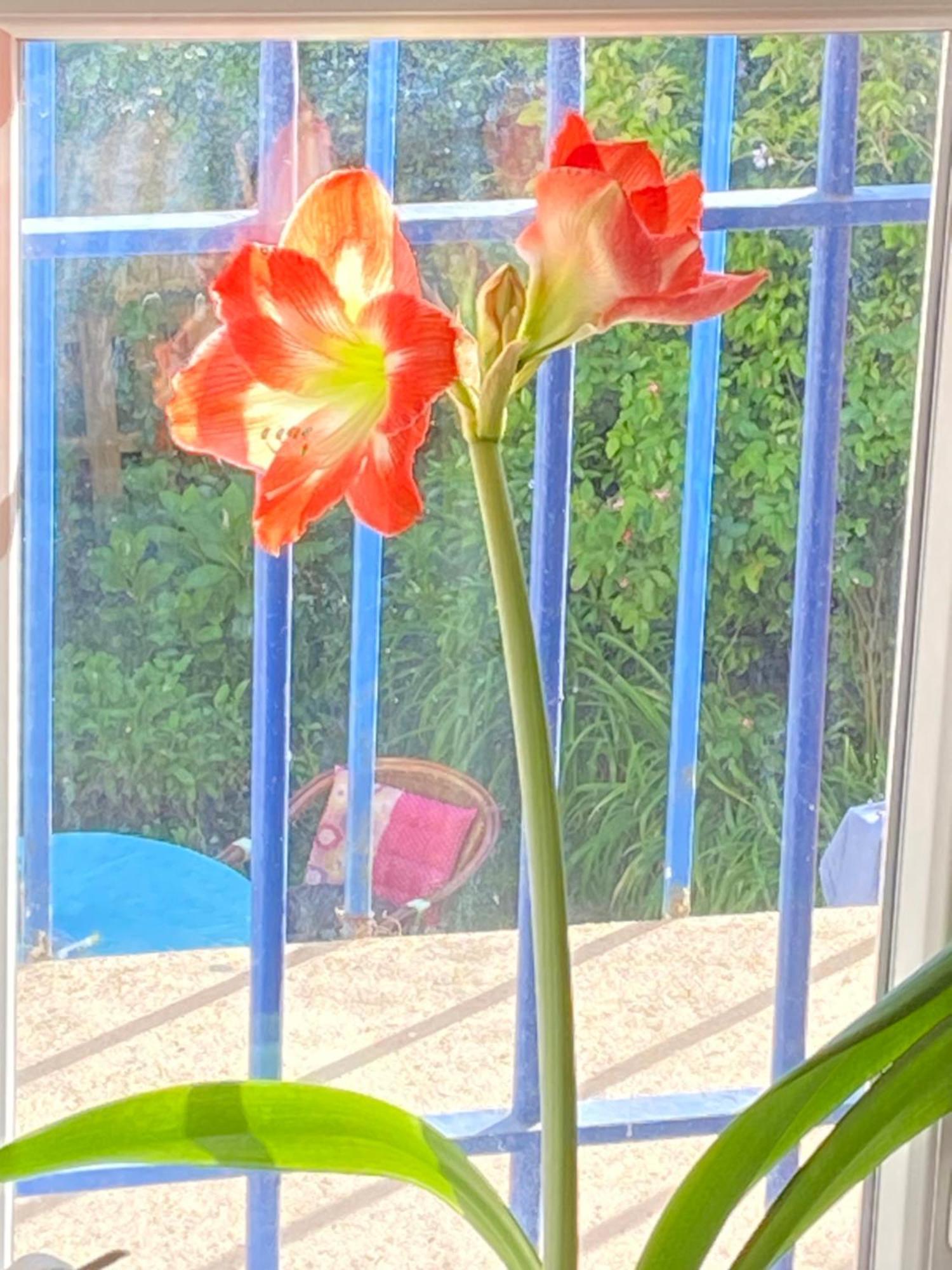 Haut De Jardin Dans Une Maison Dijon Eksteriør billede